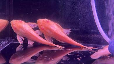 Ikan Albino Pleco Fish 4 inch