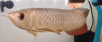 Golden Head Golden Arowana