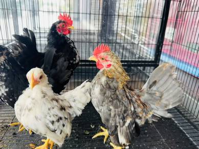 Ayam Serama rinting mini A