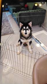 5 months old Male Alaskan Malamute for Sale