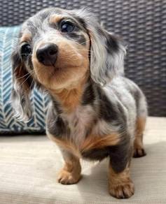 J9384 Tippy-toed Dachshnd Cutu Long Body Puppy Pup