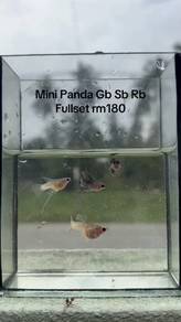 Mini Panda Gb Sb Rb fullset