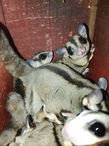 sugar glider classic gray