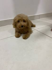 toy poodle puppy for sale