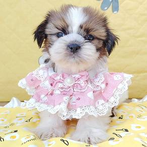 Shih Tzu