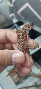 Bearded Dragon 