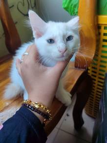 2 Anak kucing