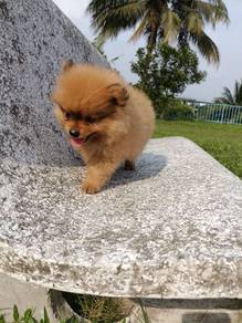 Pomeranian puppy 