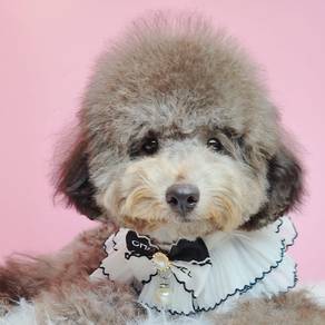 Silver Grey Color Toy Poodle Puppy Pet Dog Fur15