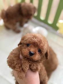 Poodle puppies MKA pedigree 