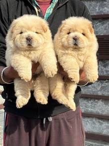 chow chow&