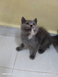 BSH Blue Cream Female