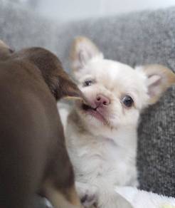 CHIHUAHUA PUPPIES VIP237🌷Head Apple Cute Dog