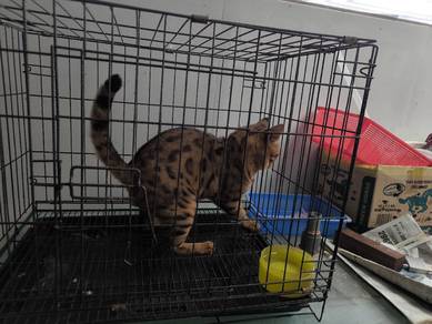 Bengal 
