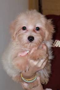 J0682 Silkese cute silky hair puppy