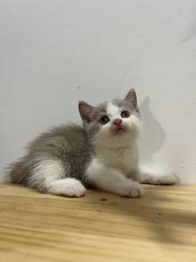 BSH Cinnamon Fawn