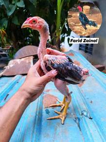 ayam ganoi