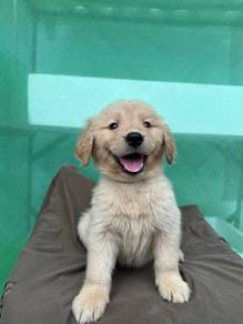 Golden Rettiver puppies 4