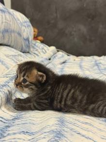 Kittens for Sale – BLH x Maine Coon/Persian Mix