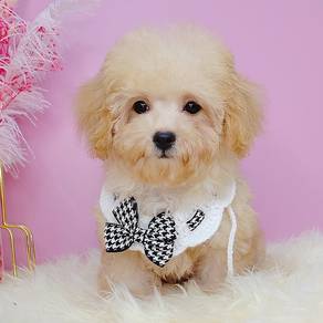Poodle