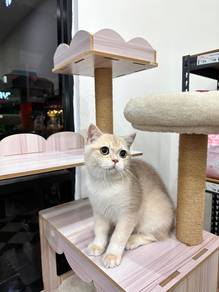 Bsh blue golden male