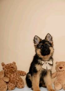 German Shepherd