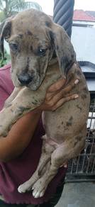 dane puppies 