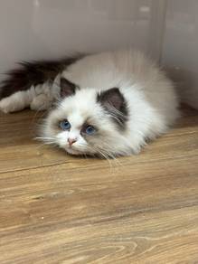 Ragdoll