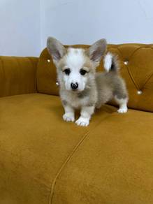 Welsh corgi red white color mka and microchip