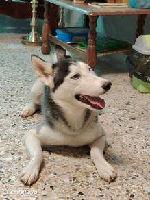 husky dog 12 month 