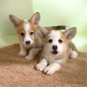 Welsh corgi male female MKA certificate