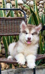 husky 00