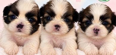 Shihtzu