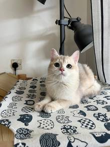 Ashgold British Shorthair Kitten