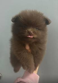 Maroon Color Male & Female Pomeranian Puppies