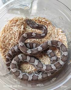 Corn Snake Promosi 