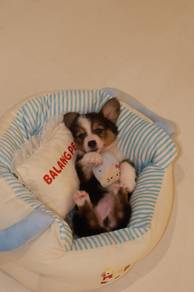 J0893 Corgi Charming Teddy Look Puppy