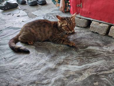 Kucing jantan