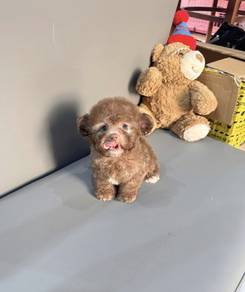 MINI POODLE PUPPIES S140 🌻 Tiny Toy - Tea Cup