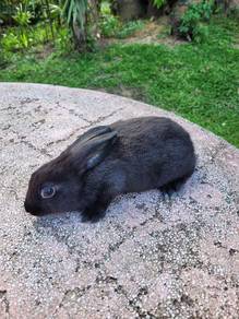 Arnab black dwaft mix jantan cute 🐰🐰🐰