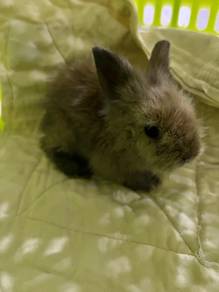 baby rabbit 2 weeks old(lion head mix holland lop)