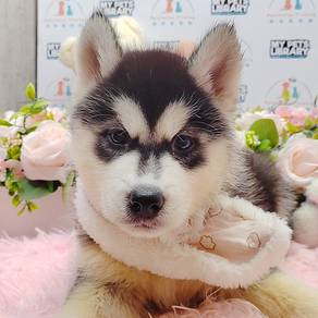Husky