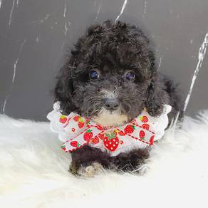 Poodle