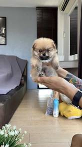 Tiny Pomeranian puppies 