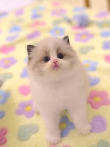 Cute Ragdoll 🐈 kitten kucing