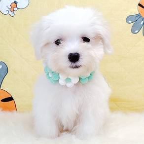 Maltese