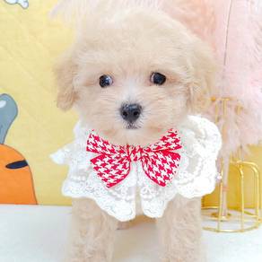 Poodle