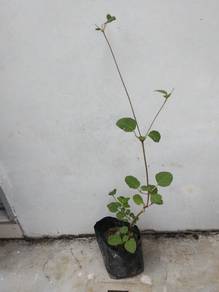 mukkirathai plant