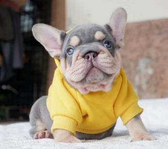 FRENCH BULLDOG PUPPIES VIP183🌻Cute & Healthy Girl