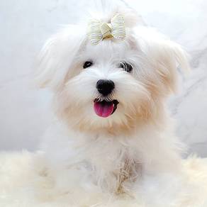 Maltese